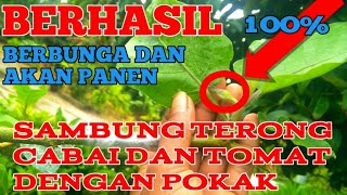 BERHASIL.Tempel terong dan cabai di dengan batang bawah cepokak(rimbang)
