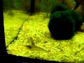 Аквариумные пресноводные Креветки Амано / amano aquarium small shrimp