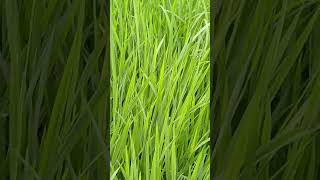 Download Lagu Kupu kupu ijo sawah #alampedesaanindah MP3