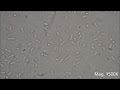 Bacteria under the Microscope (E.  coli and S.  aureus)