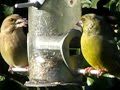 Goldfinches and Greenfinches ~ Thistle and Sunflower seeds ~ Birds of Britain UK