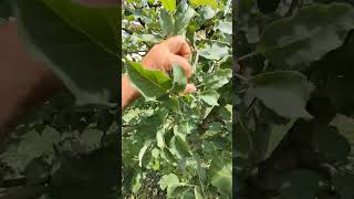 3 год обрезки яблони летняя обрезка в места весенней обрезки часть 2