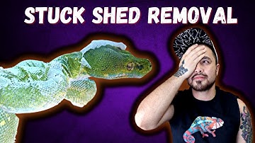 How To Remove Stuck Shed from  Snake Made Simple