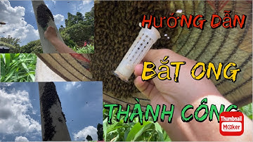 Hướng dẫn bắt và bảo tồn đàn ong trong cột điện.