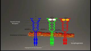 Vascular Endothelial Growth Factor-A (VEGF-A)