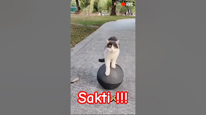 Video 11409471: cat cutecat funnycats, kitten meowing, adorablecats, catlover