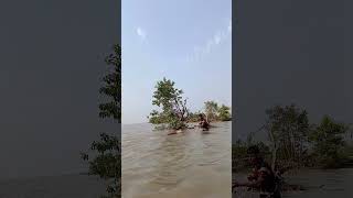 River side throw by castnet caught a big koral fish #foryoupagereels #fishing #bdyoutubebangladesh