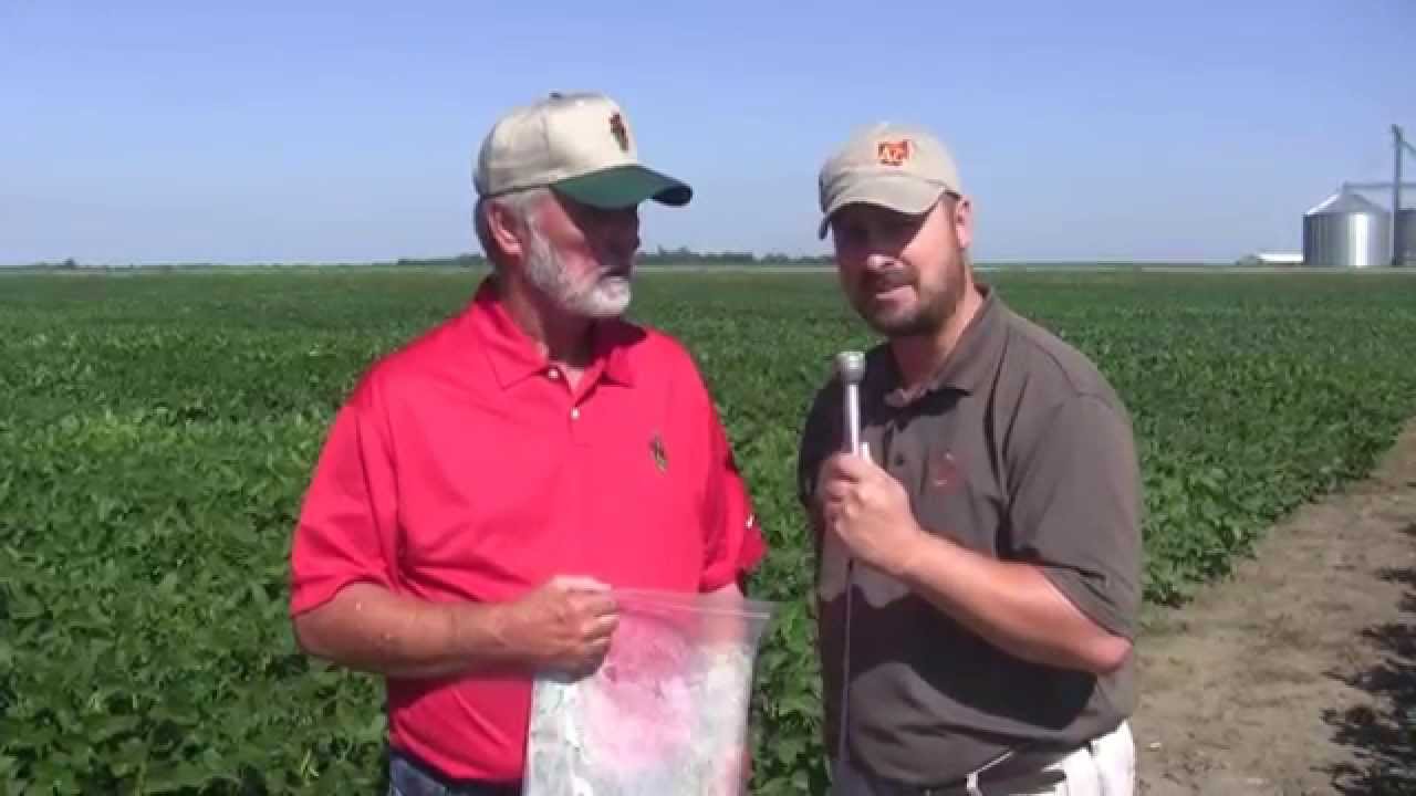 More Palmer Amaranth Found in Ohio