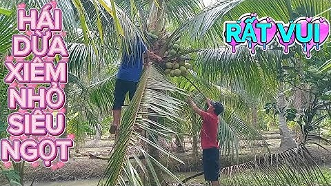 Nay hái vườn dừa xiêm nhỏ siêu ngọt .rất vui .giá rất bèo #quocduavlog 