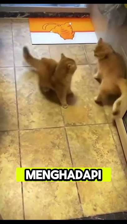 Kucing Petinju: Belajar Tinju dari TV dan Praktik Langsung #shorts