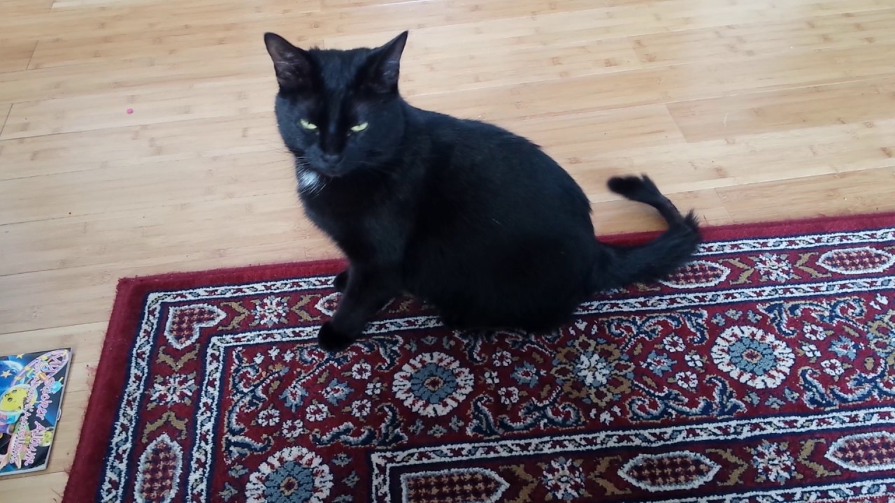 Amethyst the cat mild feline hyperesthesia YouTube