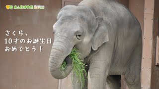 【東山動植物園公式】アジアゾウ さくら10歳おめでとう 《 アジアゾウ　ゾウ 》