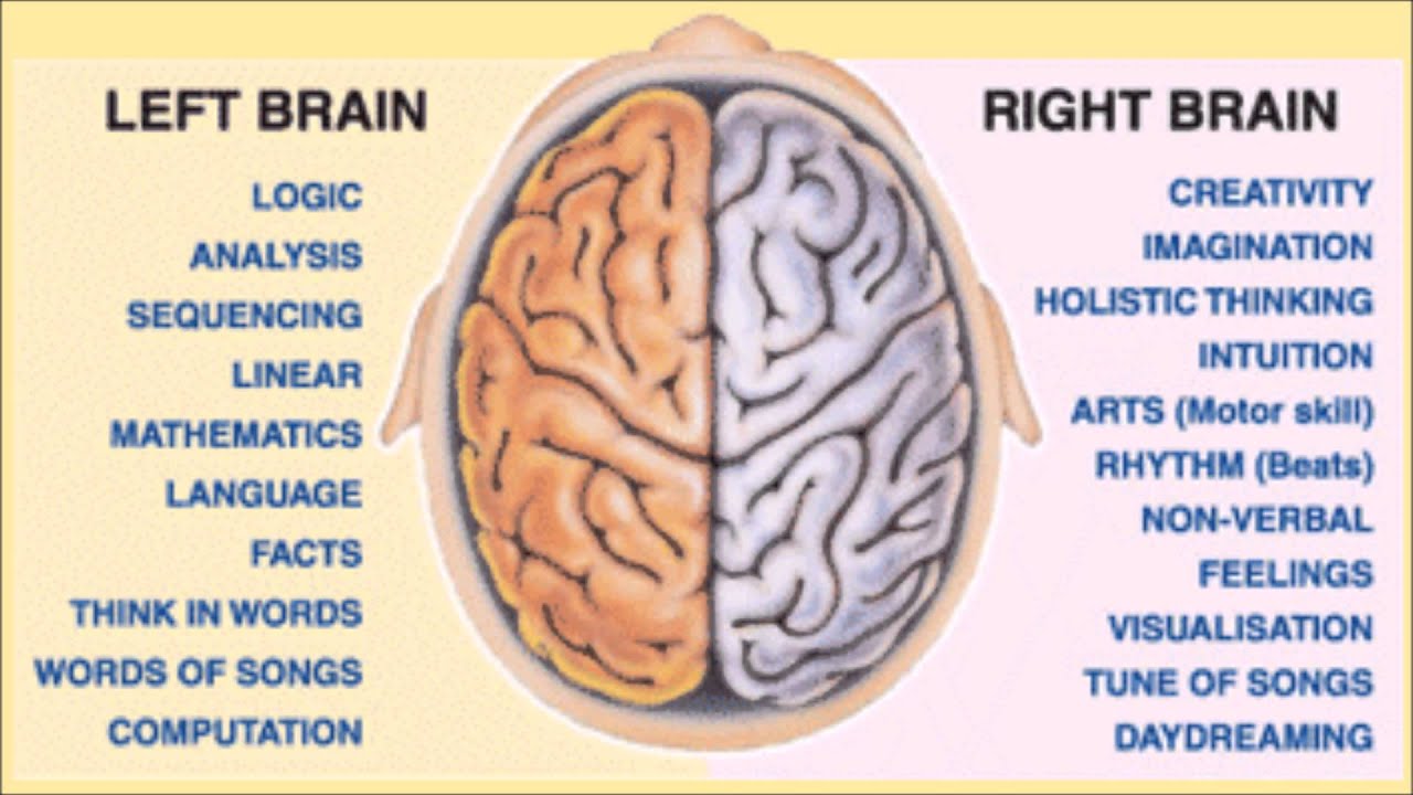 understanding of the principle of the right and left brain hemisphere by examining split brain patie understanding of the principle of the right and left brain hemisphere by examining split brain patie