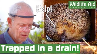 This poor HEDGEHOG fell down a drain! Details