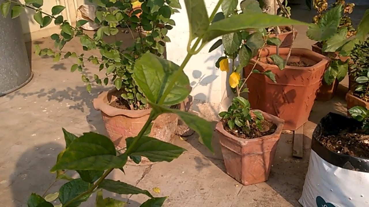 HOW TO GROW HARSINGAR PLANT PARIJAT PLANT EASILY IN POT YouTube HOW TO GROW HARSINGAR PLANT PARIJAT PLANT EASILY IN POT YouTube