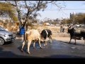 KILLER BULL FIGHT  -  Captured by  HARJEET CHOUDHARY