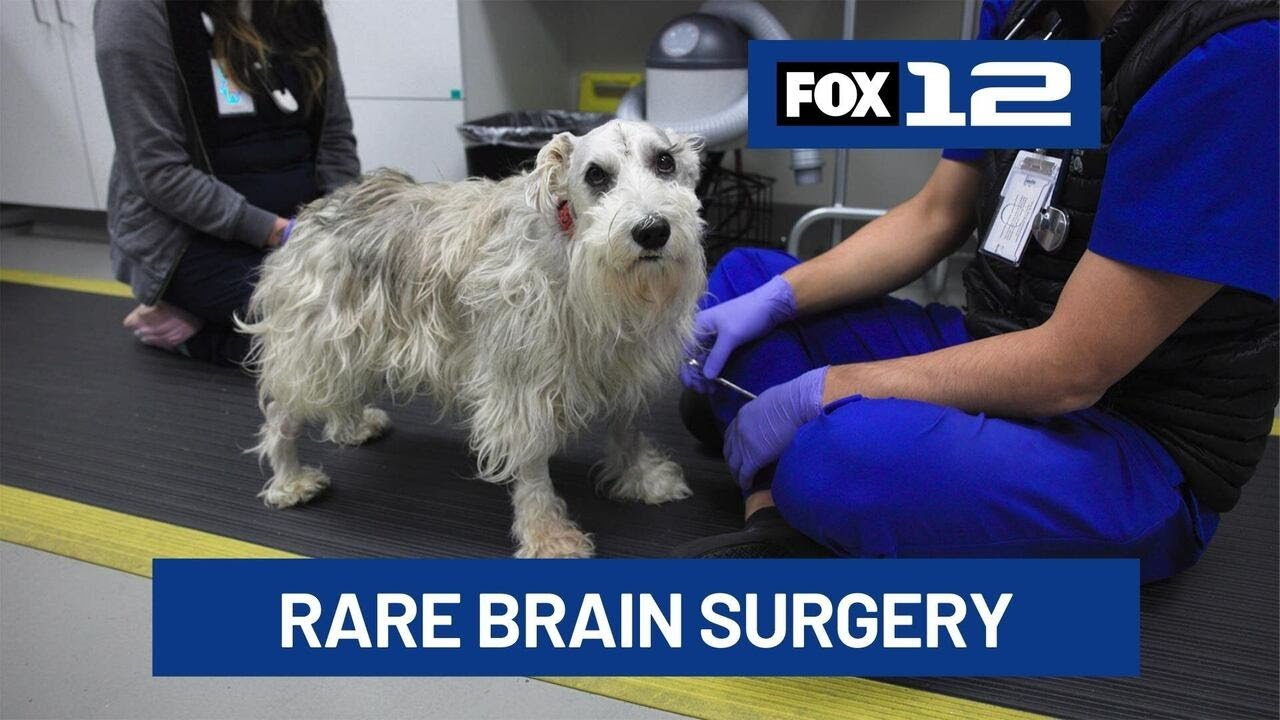 Oregon dog beats rare brain tumor after surgery