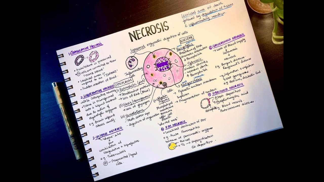 Necrosis - Definition, morphology, types. (General Pathology)