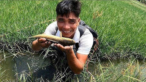 Kích cá mương nhỏ dính cá to | Châu Phước Nhi Vlog