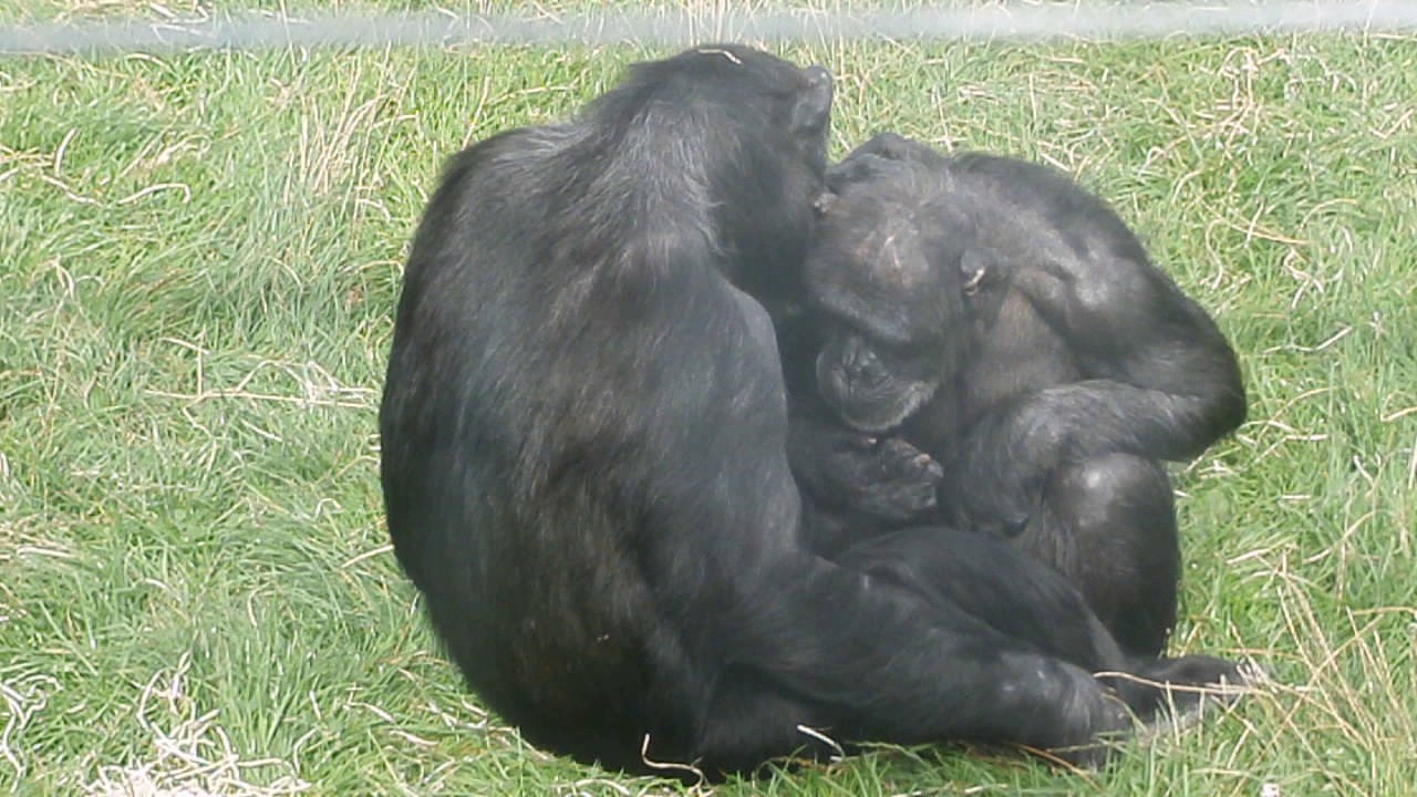 Jill and Mabel Grooming each other at the Welsh Mountain Zoo
