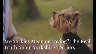 Famous Are Yorkie's Mean or Loving? The Real Truth About Yorkshire Terriers! Profile