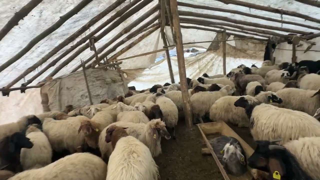 400 başlık koyun çadırı van çatak (SUNGUR HAYVANCILIK )