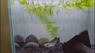 Story Wa Channa Andrao Flaring