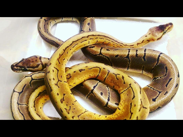 Pinstripe & Lemon Blast Ball Pythons - Youtube