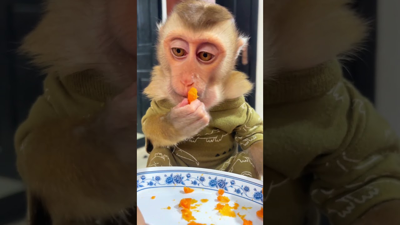 Cute monkey loves his daily life with human parents 🐵👨‍👩‍👧