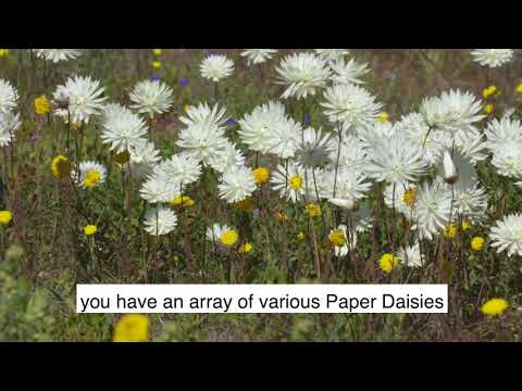 Paper Daisies /