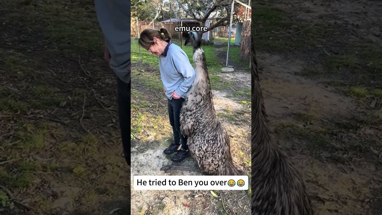 Emu Core Funny Funnyanimals Animals Fyp Foryou Viral Lol Funnyvideo