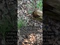 It’s coral snake season in Texas