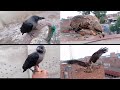 Crow (kawy) ki update or black kite (cheel) ka wild crow k sath compitition