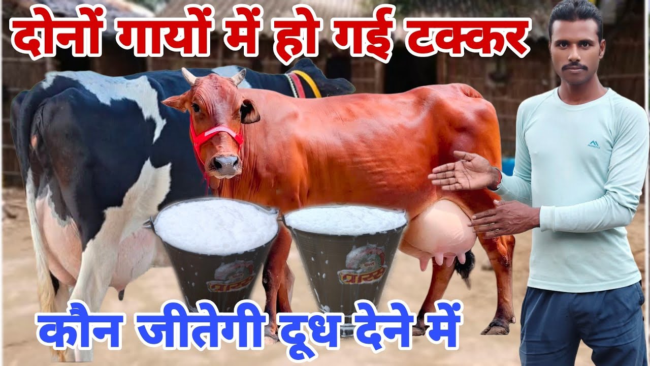 दोनों गायों में हो गई टक्कर 