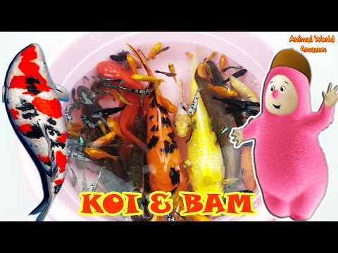 Dinosaurs Goldfish Ping Pong Betta Gram Koi Fish Bim and Bam In The Animal World Baby Wide Zoo
