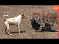 CACHORRO ENFRENTA LEOPARDO PARA SALVAR AMIGO