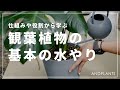 【失敗しない】観葉植物の水やり方法を専門家が解説します　＃観葉植物　＃インテリア　＃水やり