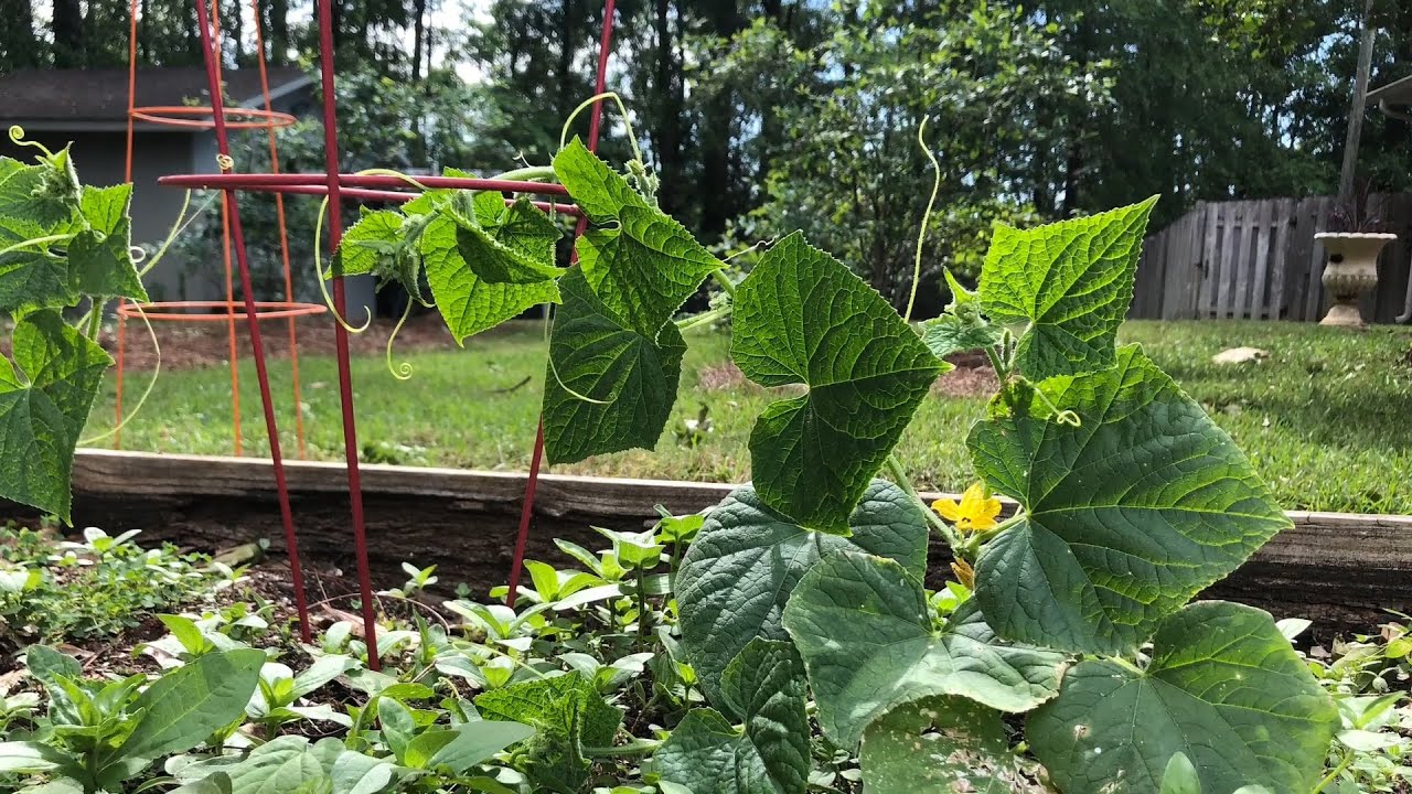 ⁣Grow More Give More:  Trellising Cucumbers