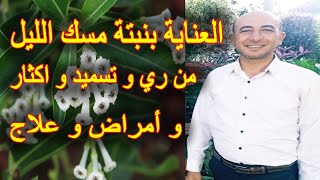 عناية و اكثار و تسميد و تقليم نبتة مسك الليل, رعاية شجرة الكولونيا او ليلة القدر, Night Jasmine Care