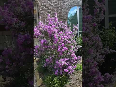 Video: What Is A Texas Sage Bush - Growing Texas Sage In The Garden