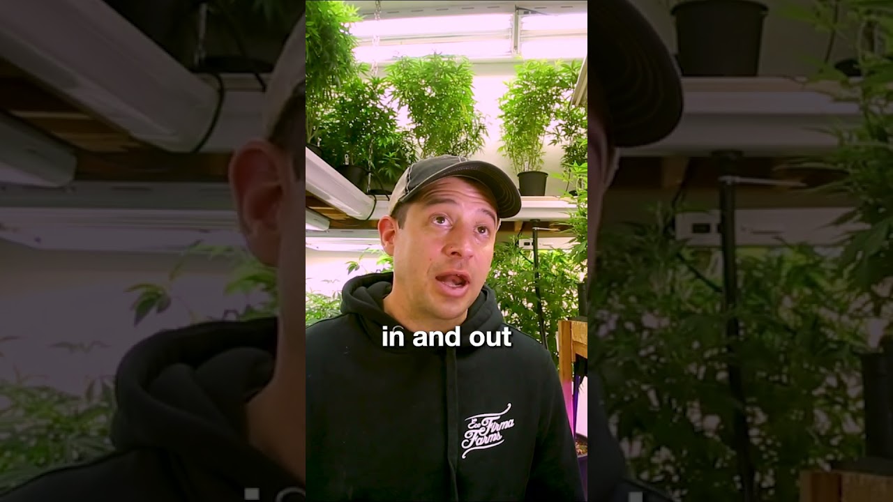 Where The Money Comes From - Cannabis Entrepreneur On Cannabis Investors