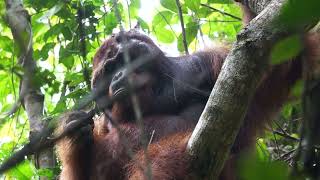 Vocal complexity in the long calls of Bornean orangutans