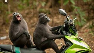 KOMPILASI VIDEO MONYET LUCU BANGET