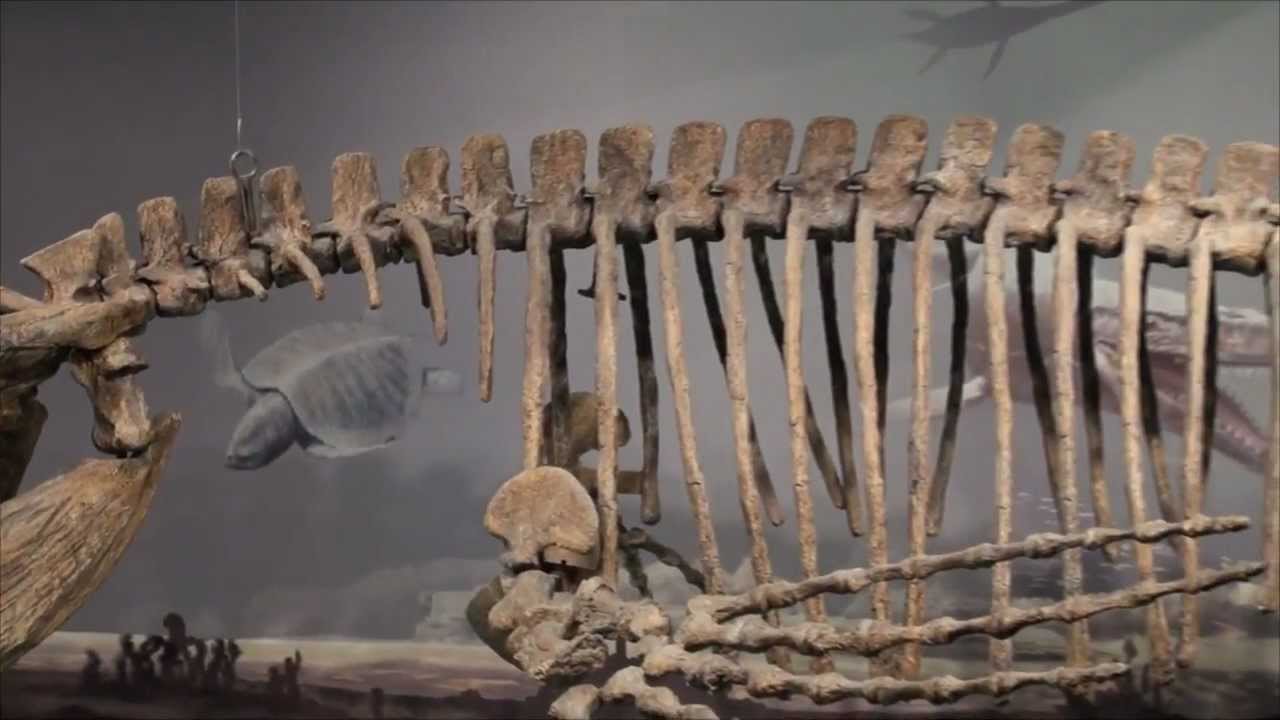 MB GeoTour 1 Canadian Fossil Discovery Centre Morden, Manitoba YouTube