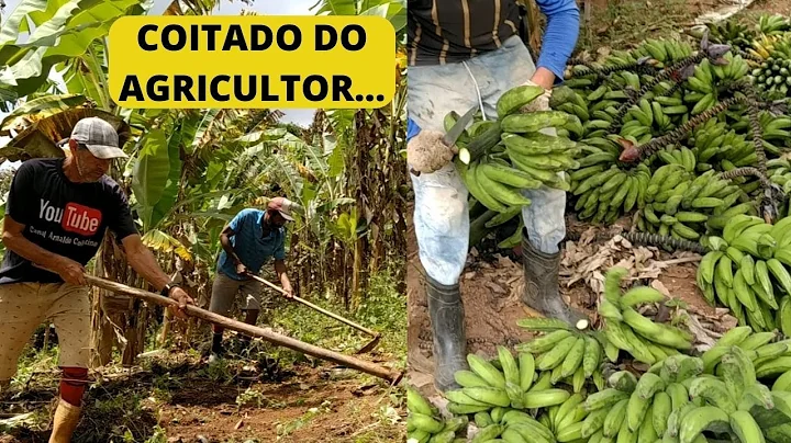 COITADO DO AGRICULTOR! D O SANGUE PELA TERRA E NO  VALORIZADO...