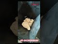 उच्च क्षमता वाला स्टेनलेस स्टील डो नीड़र कम एक्सट्रूडर | +91-9426088680 | jasenterprise.com