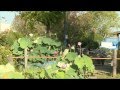 水郷佐原水生植物園　はす祭り　2014/08 の動画、YouTube動画。