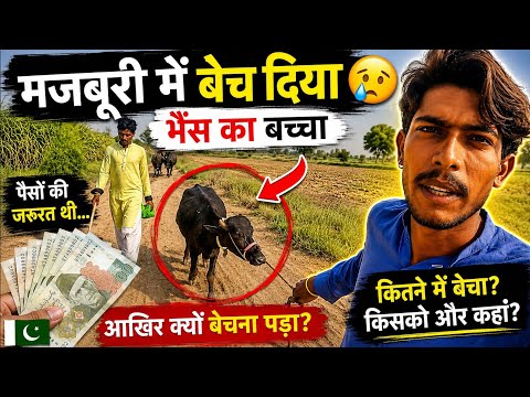 Majboori Mein Bhens Ka Bachra Bechna Pada 😭 | Pakistani Hindu Village Life Vlog