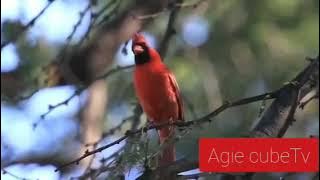 suara burung red cardinal northern #suaraburungangrybird #pbpramuka