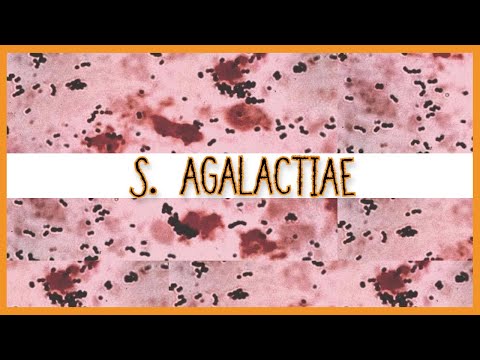 Video: Streptococcus agalactiae